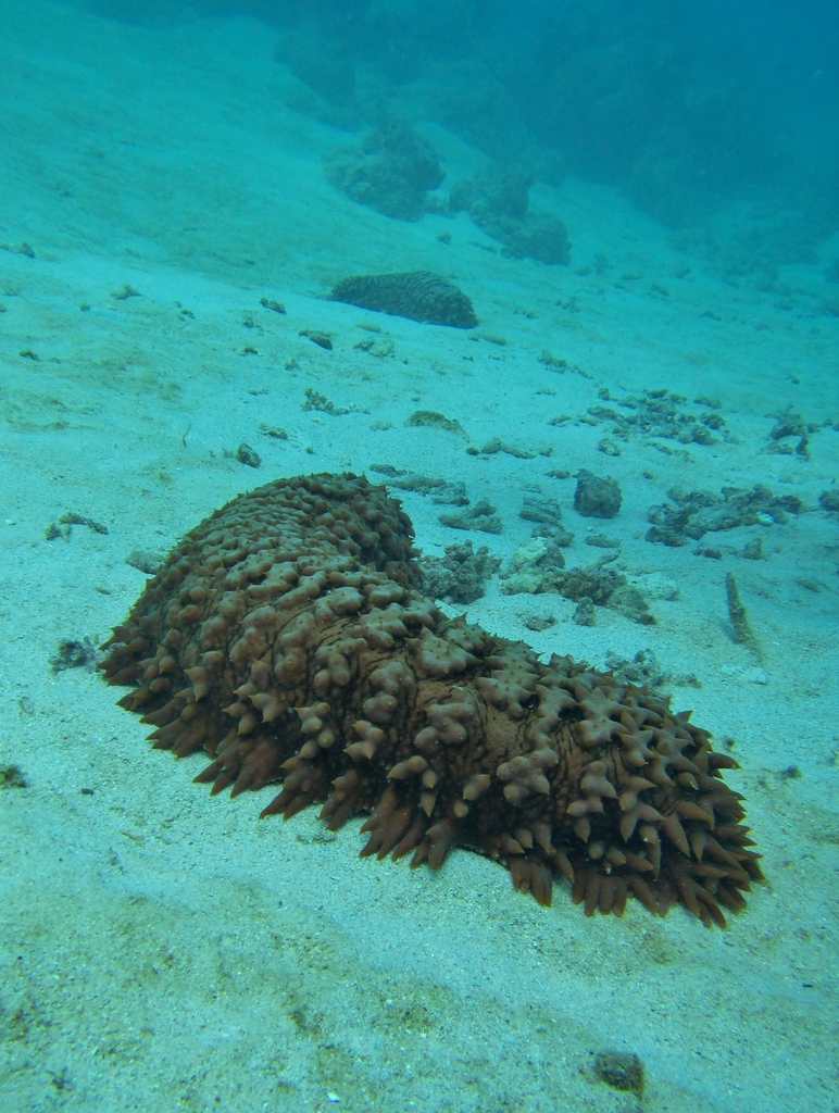 Pineapple Sea Cucumber