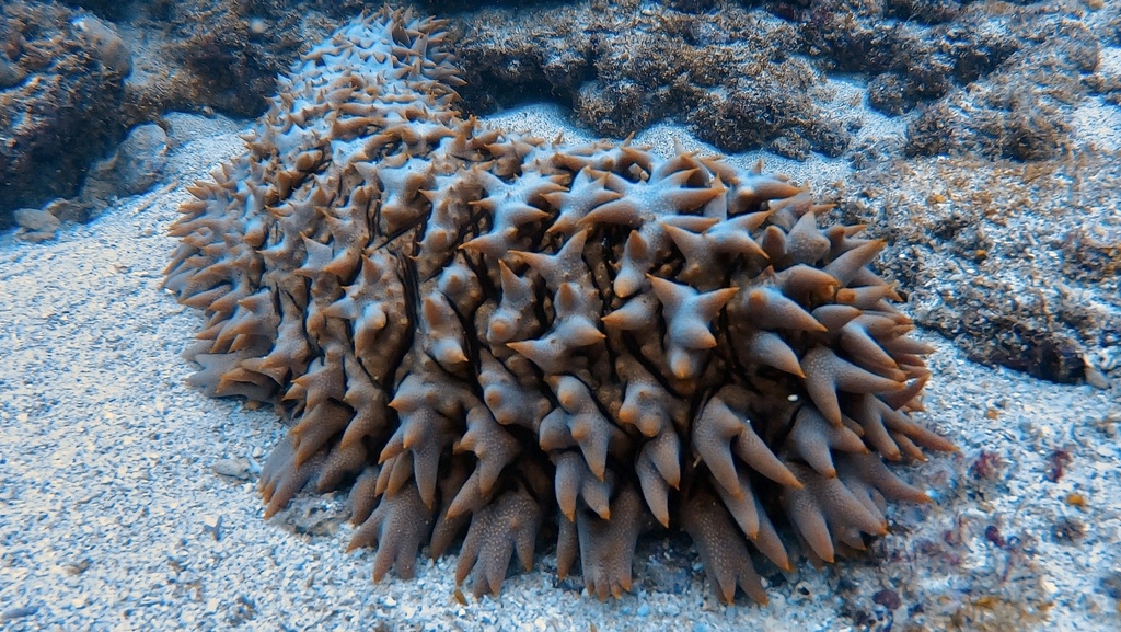 Pineapple Sea Cucumber