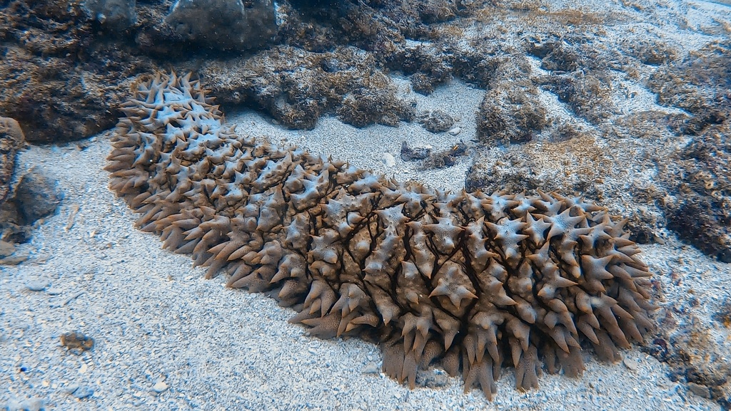 Pineapple Sea Cucumber