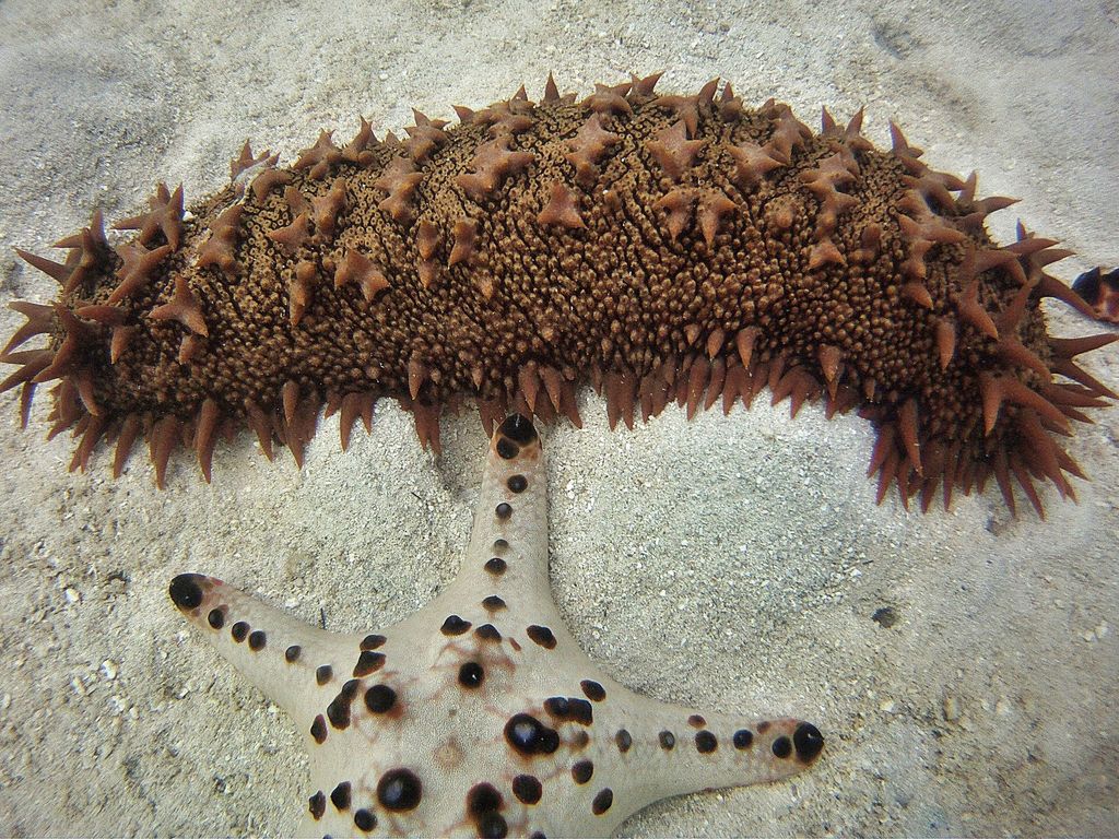 Pineapple Sea Cucumber