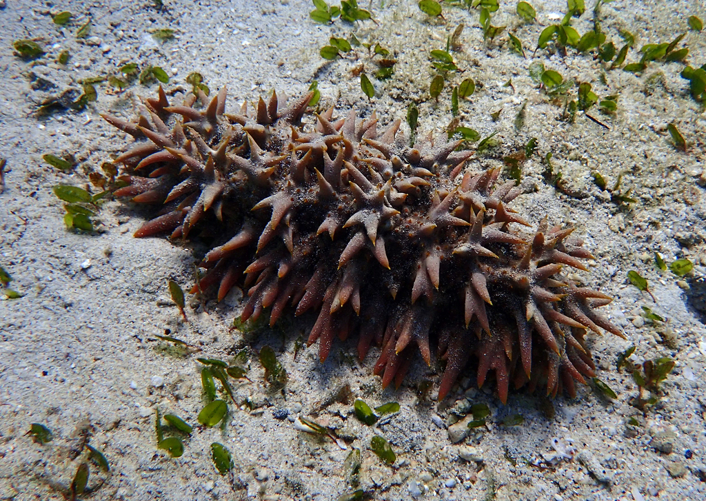 Pineapple Sea Cucumber