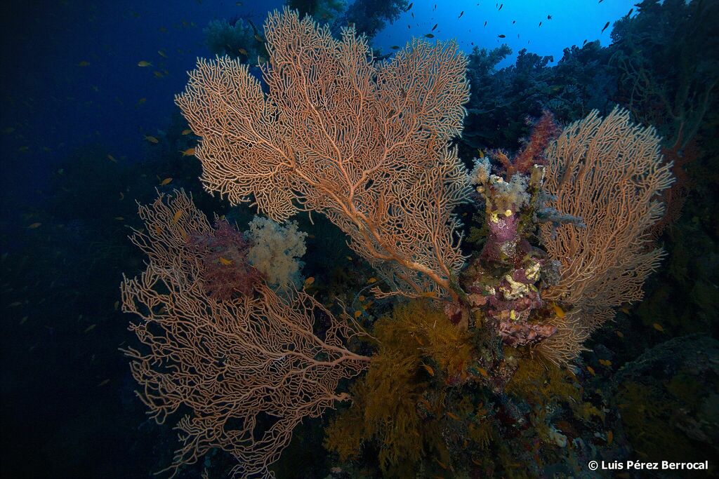 Giant Sea Fan