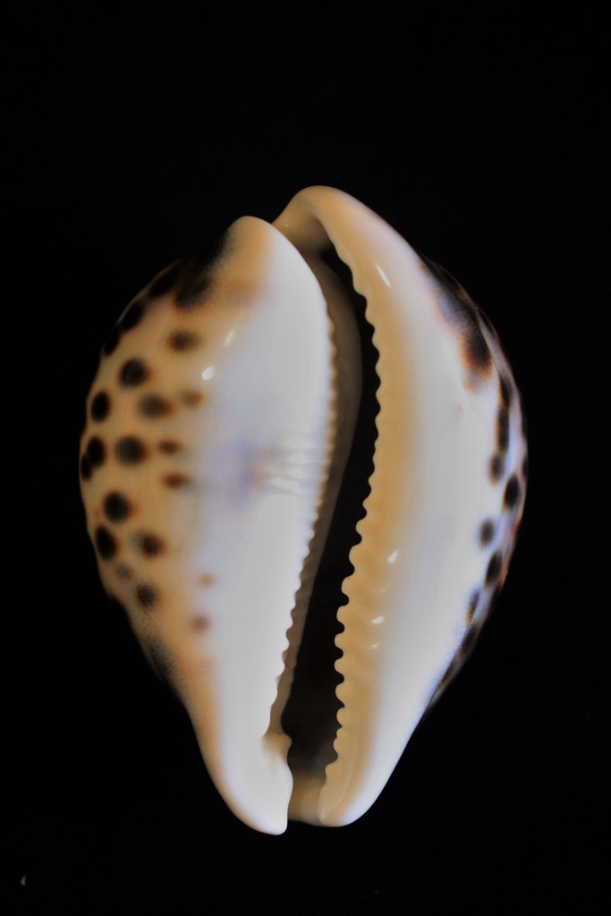 Porcelaine tigrée