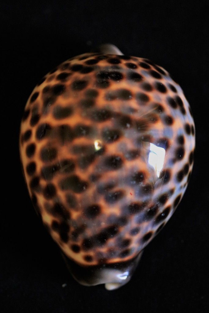 Porcelaine tigrée