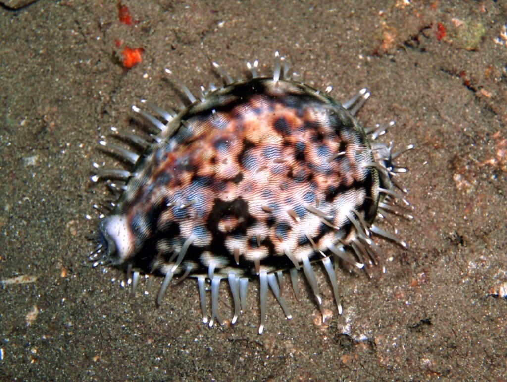 Porcelaine tigrée