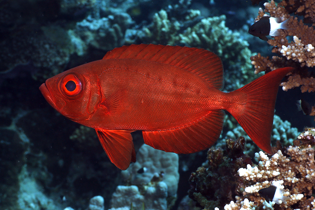 Crescent-tail Bigeye
