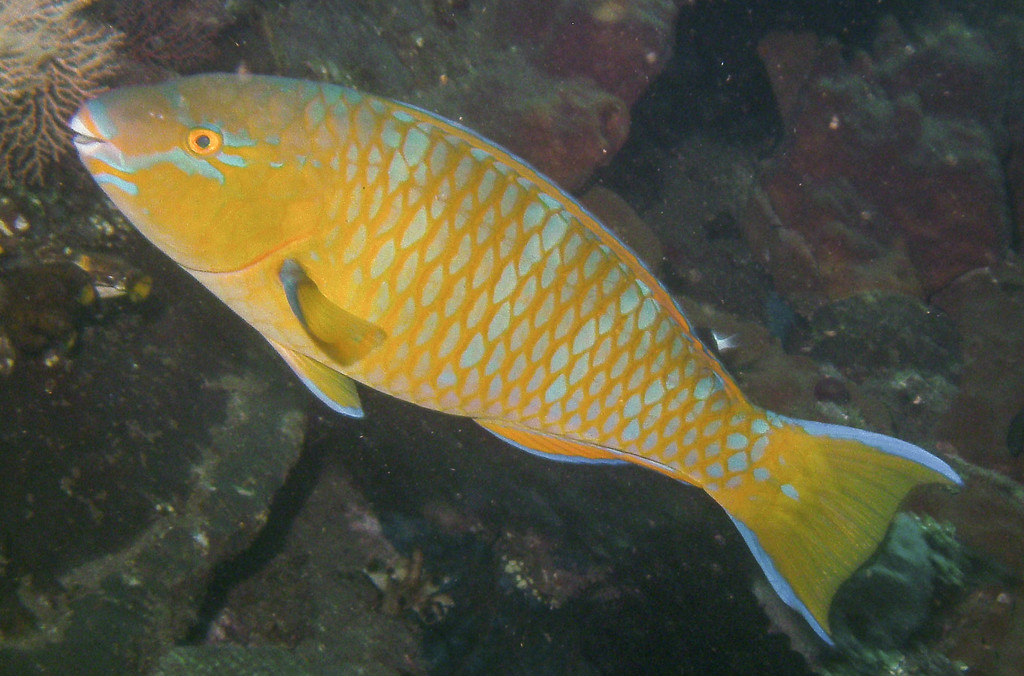 Bluebarred Parrotfish