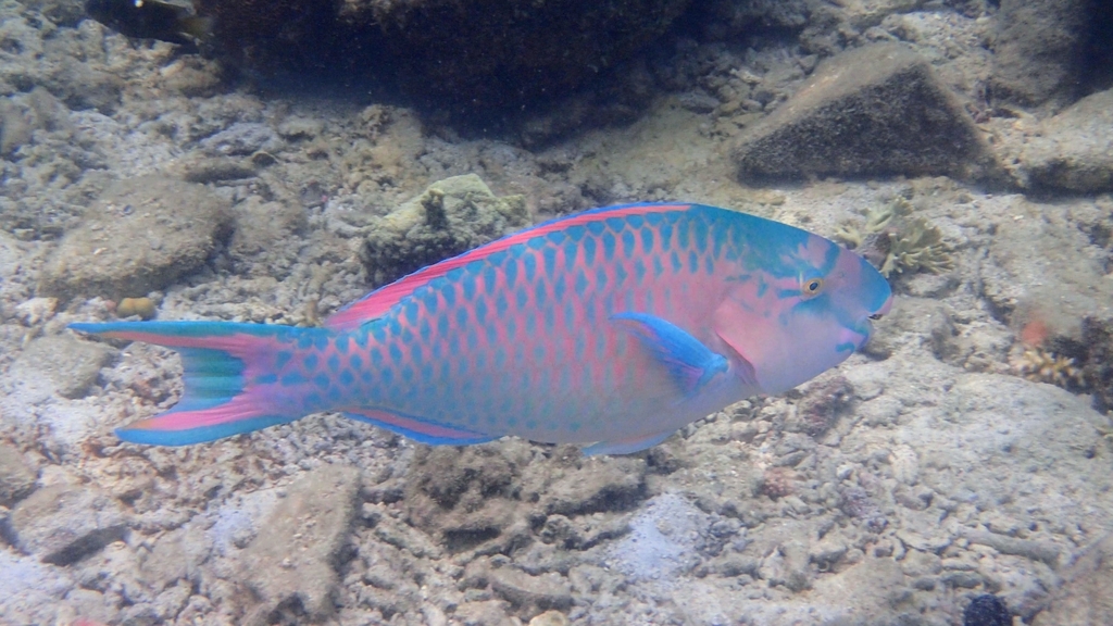 Bluebarred Parrotfish