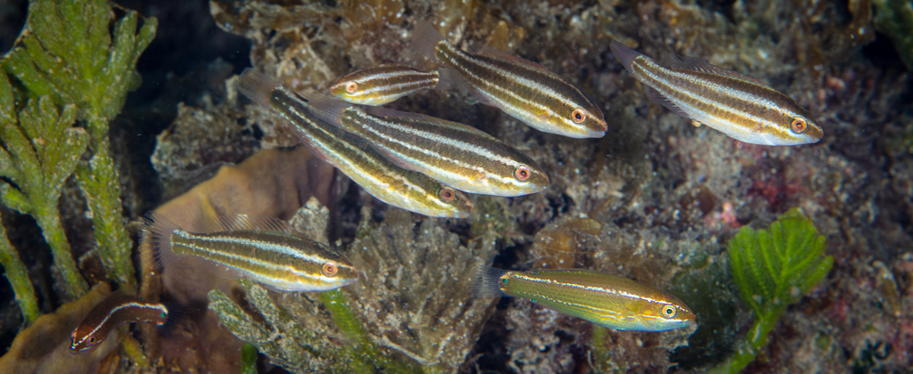 Bluebarred Parrotfish