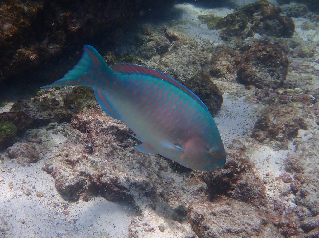 Bluebarred Parrotfish
