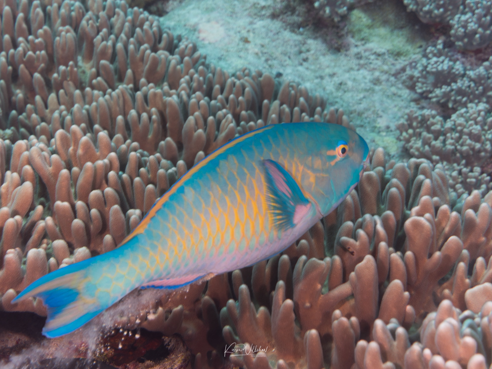 Bluebarred Parrotfish