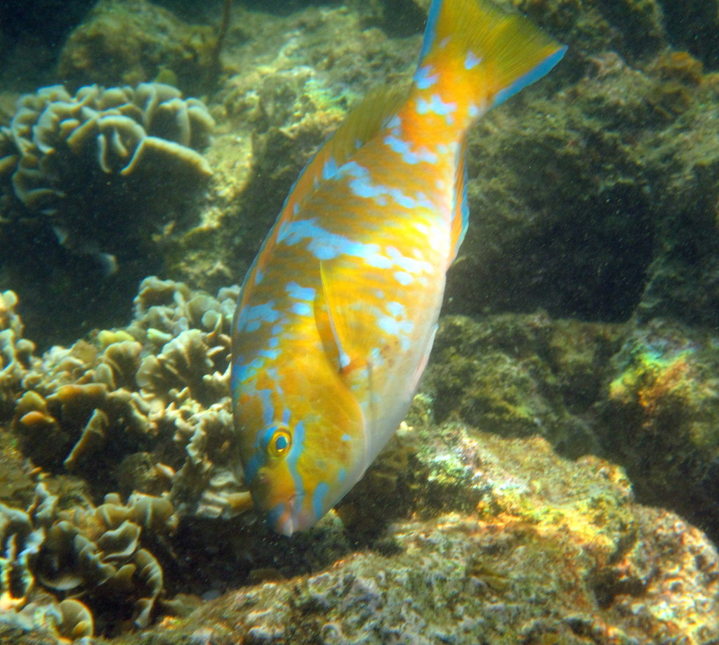 Bluebarred Parrotfish