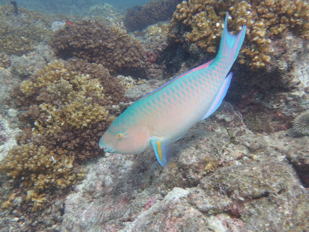Bluebarred Parrotfish