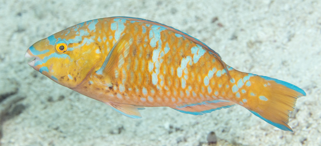 Bluebarred Parrotfish