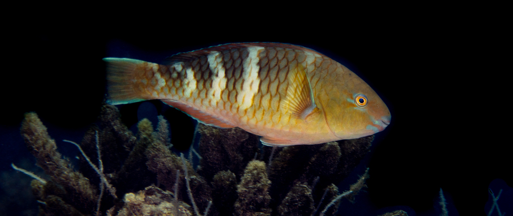 Bluebarred Parrotfish