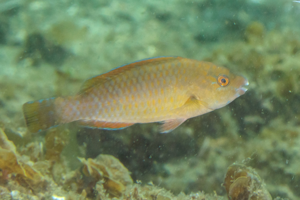 Bluebarred Parrotfish
