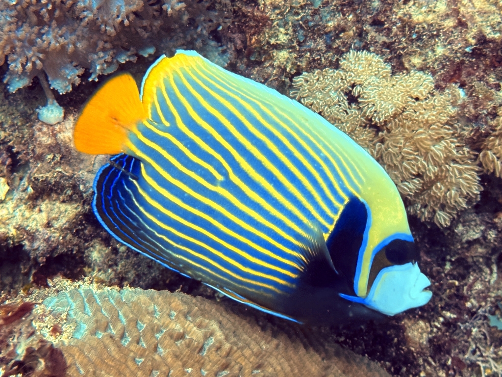 Emperor Angelfish