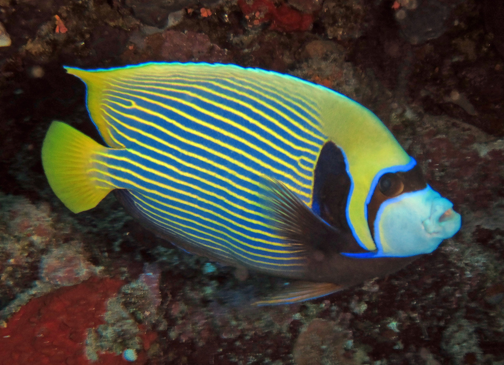 Emperor Angelfish