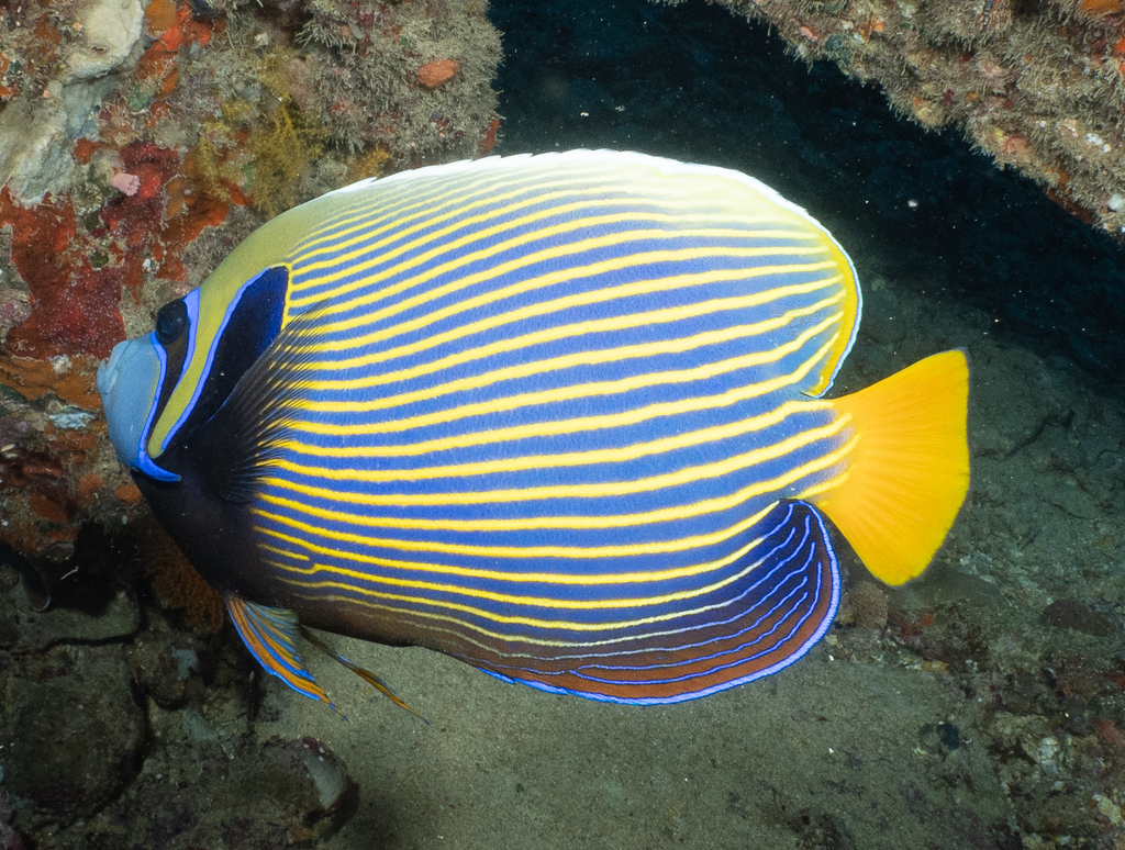 Emperor Angelfish