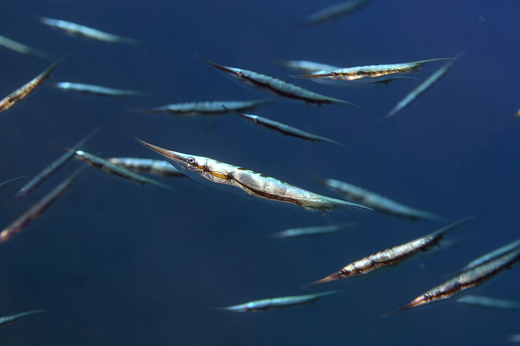 Poisson-couteau rigide