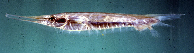 Poisson-couteau rigide