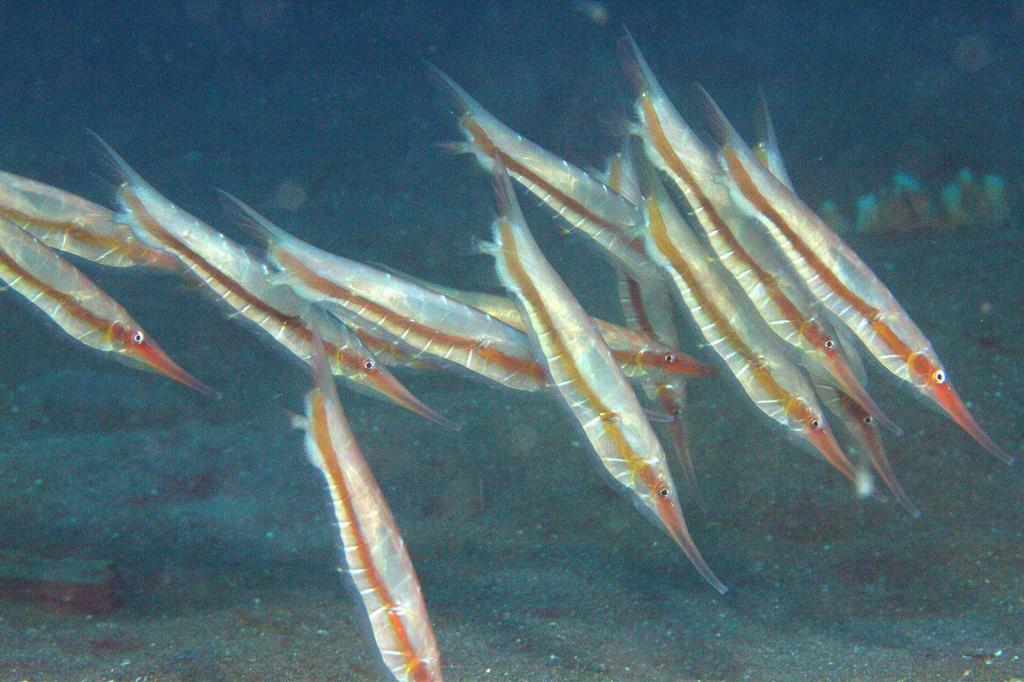 Poisson-couteau rigide