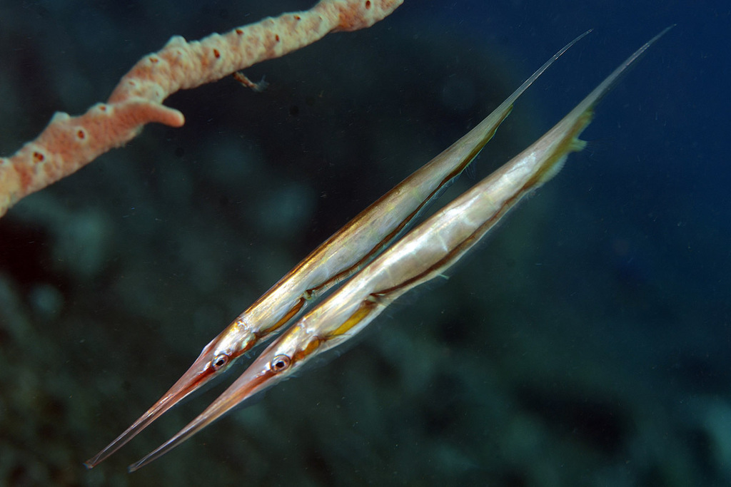 Poisson-couteau rigide