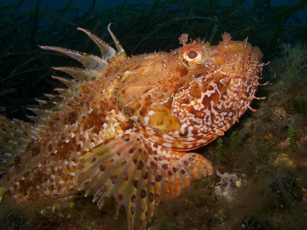 Red Scorpionfish