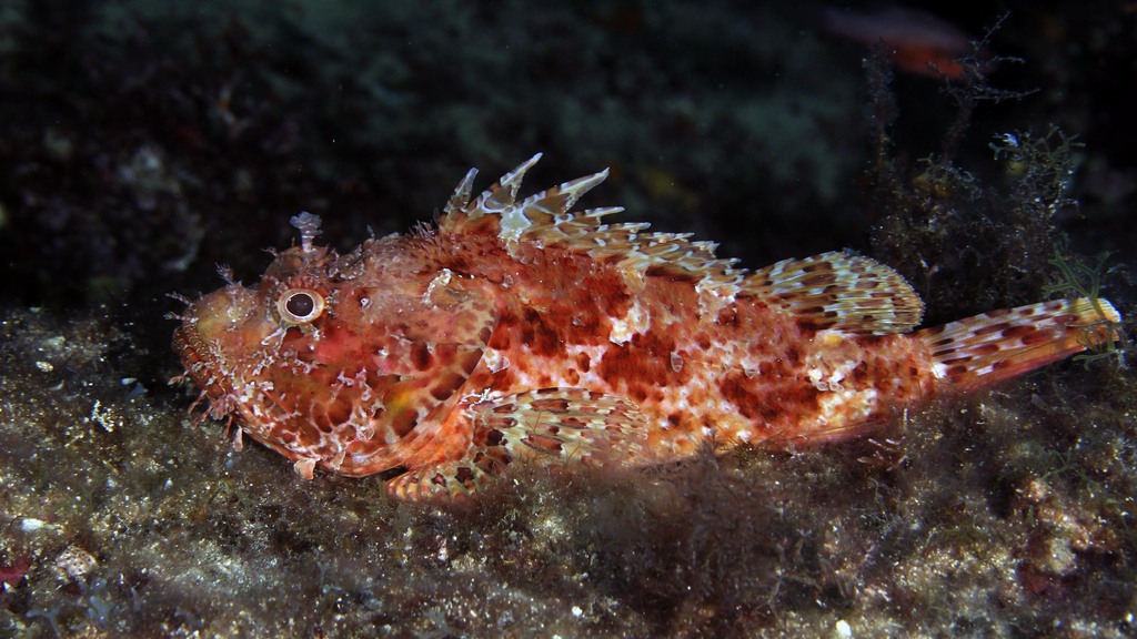 Red Scorpionfish