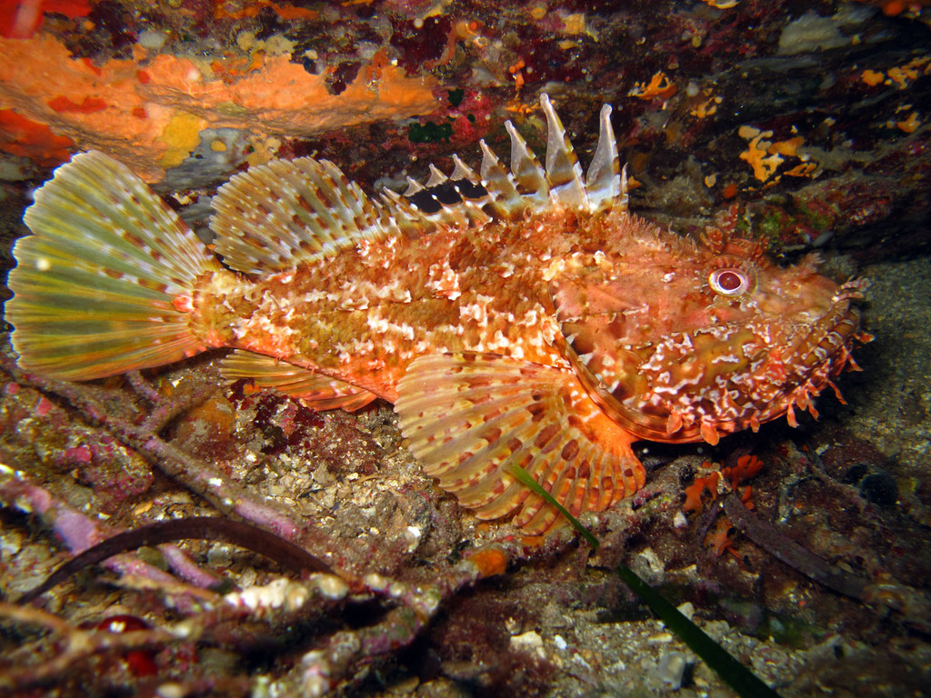 Red Scorpionfish