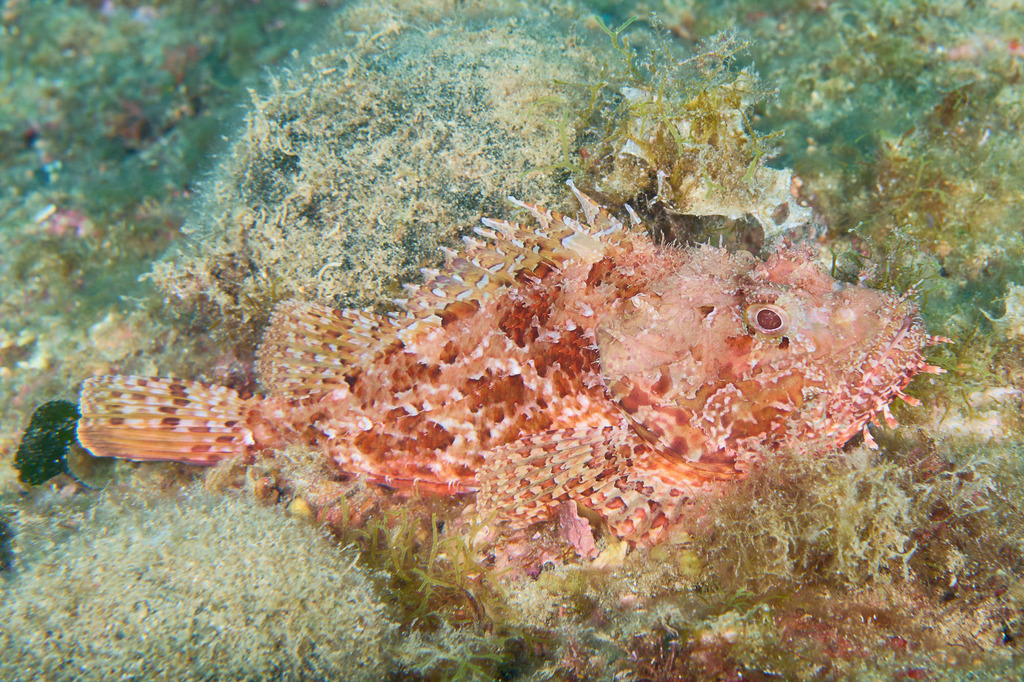 Red Scorpionfish