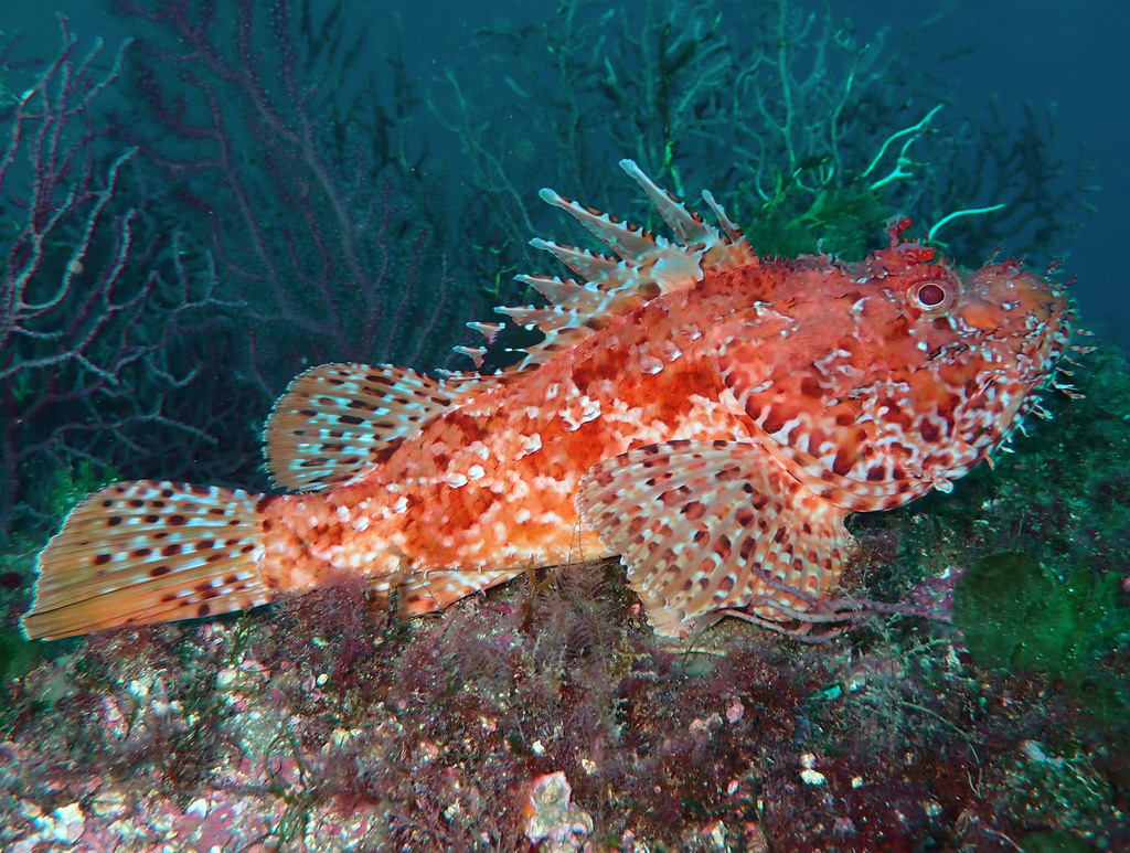 Red Scorpionfish