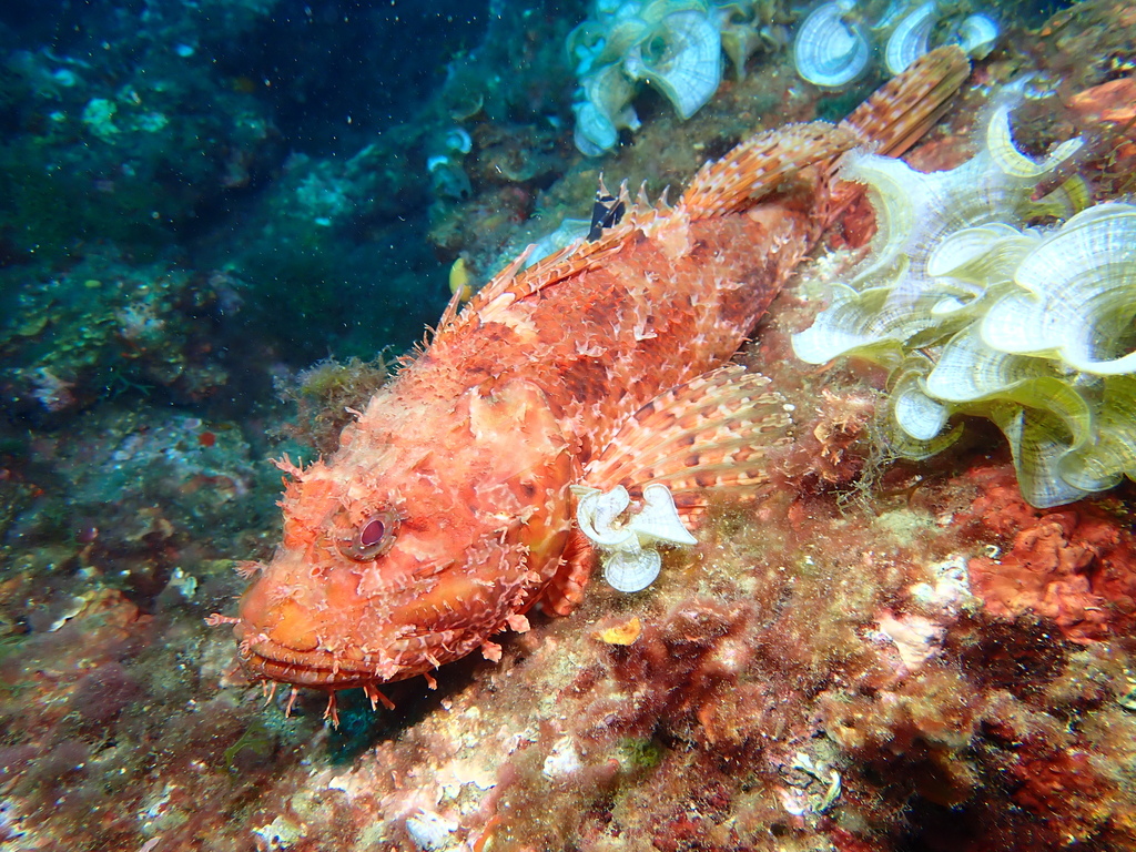 Red Scorpionfish