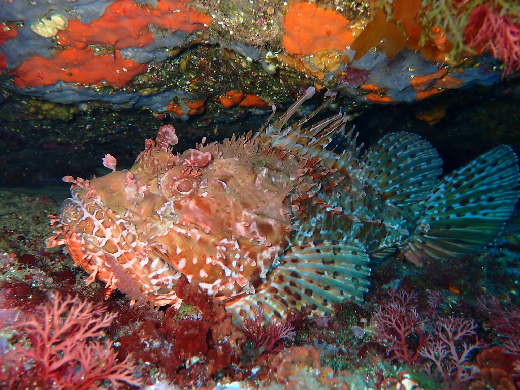 Red Scorpionfish