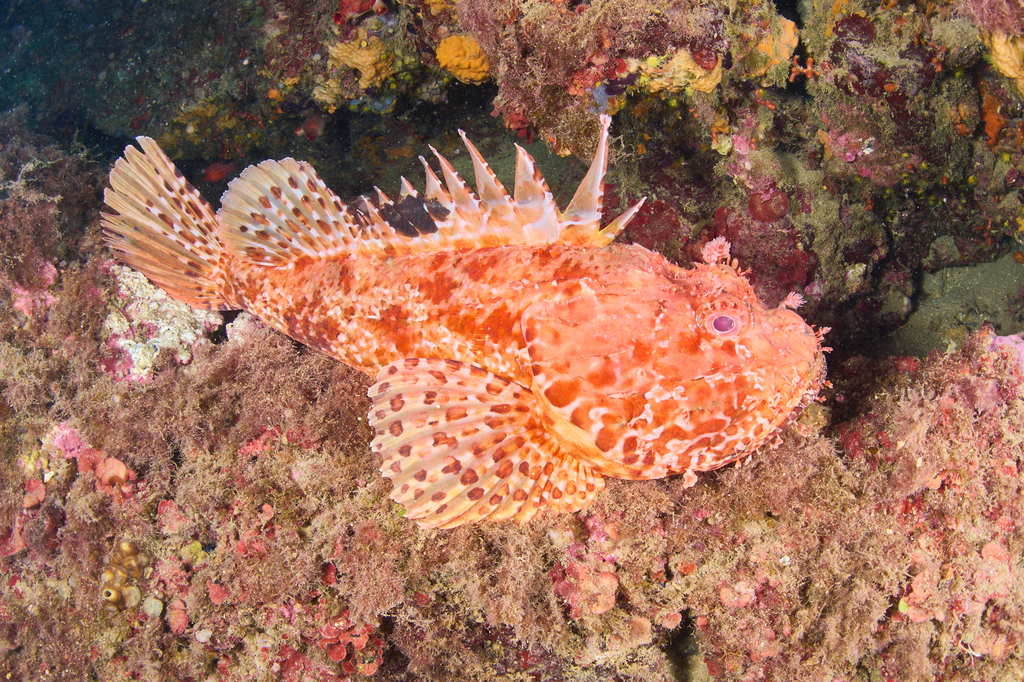 Red Scorpionfish