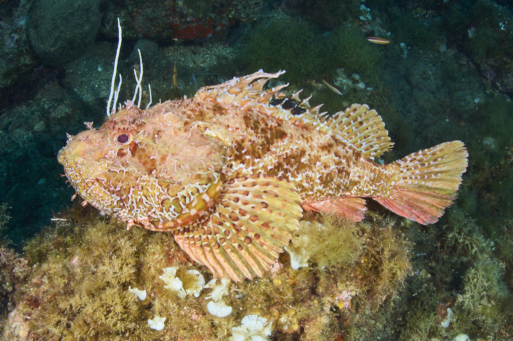 Red Scorpionfish