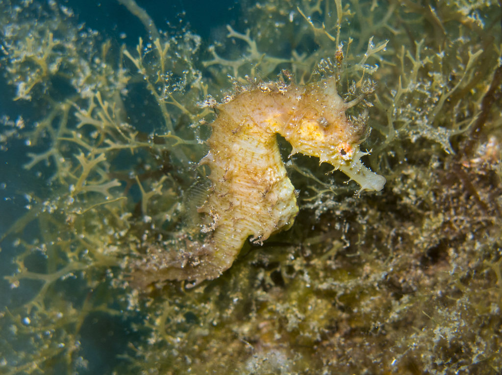 Short-snouted Seahorse