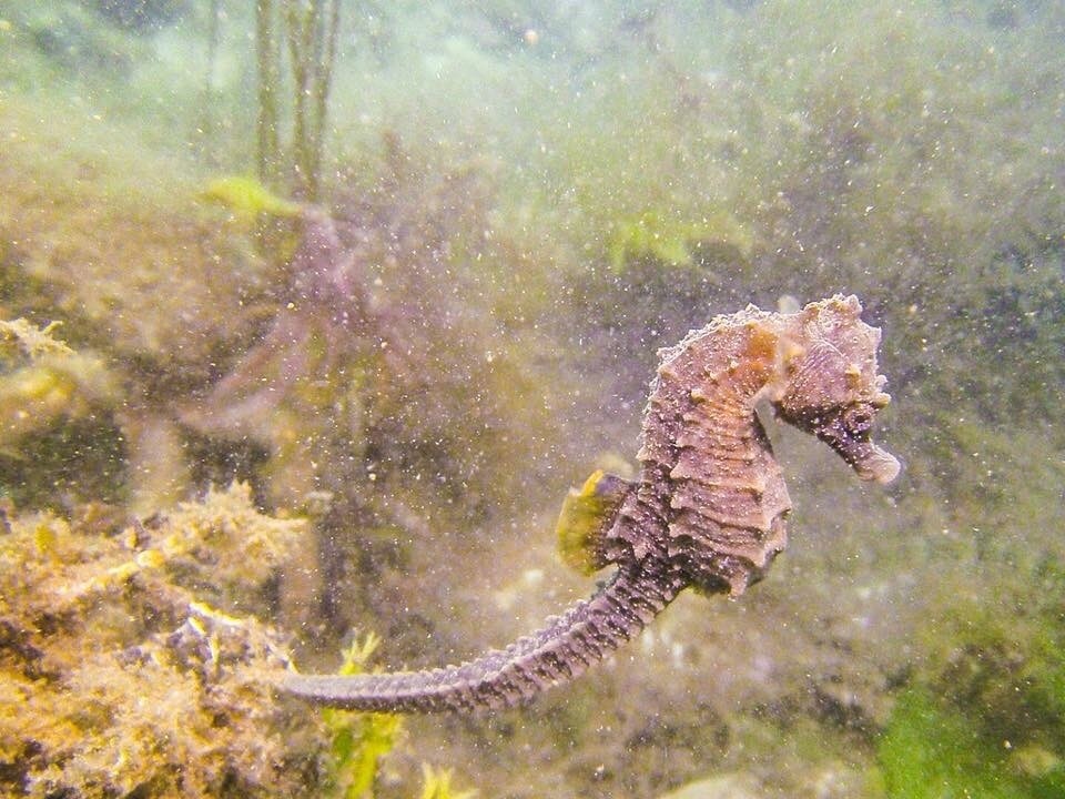 Hippocampe à museau court