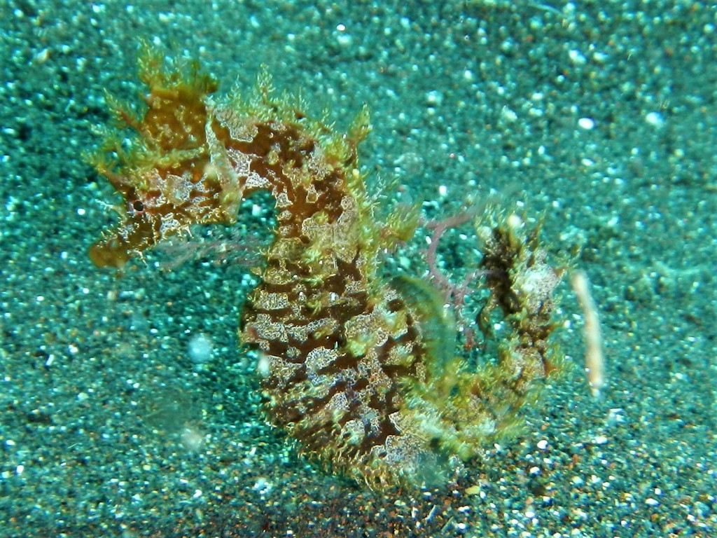 Hippocampe à museau court