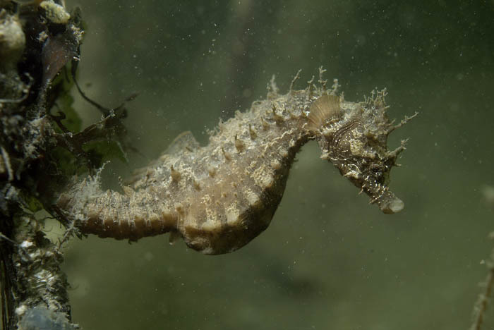 Hippocampe à museau court