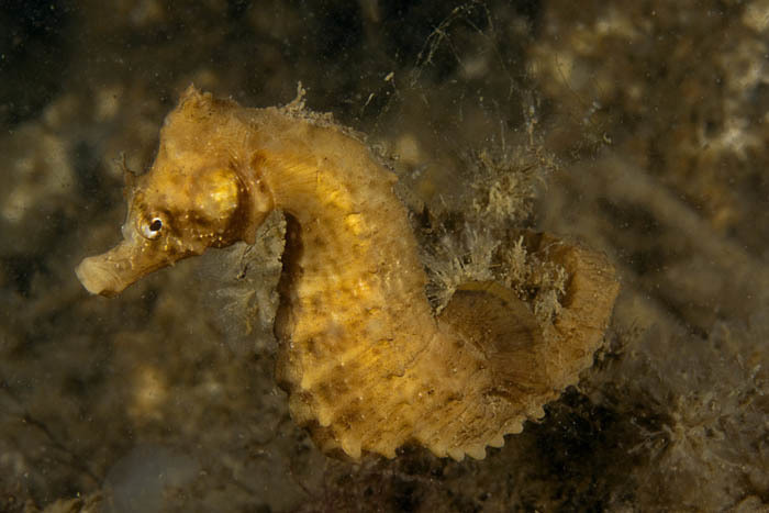 Hippocampe à museau court