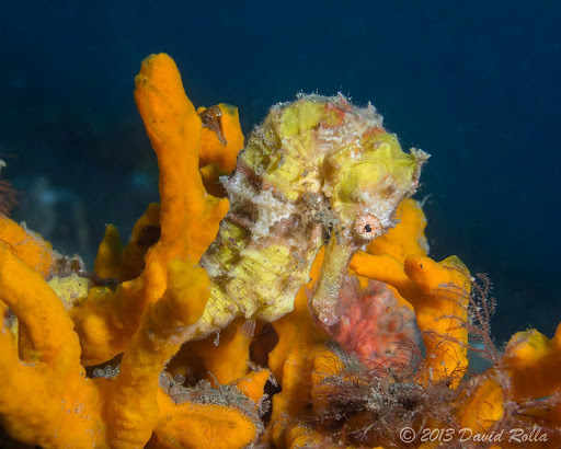 Common Seahorse