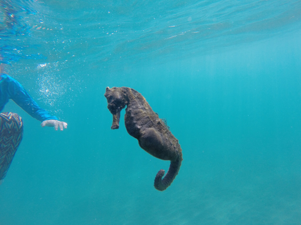 Common Seahorse
