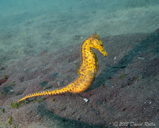 Common Seahorse