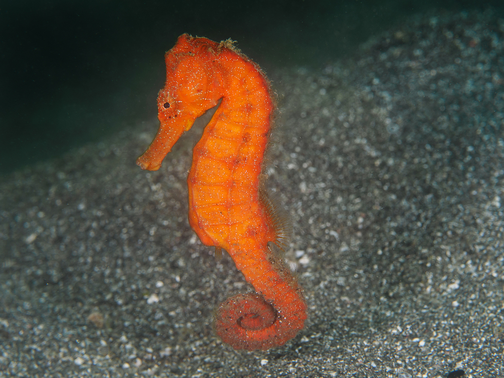 Common Seahorse