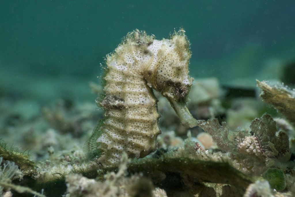 Common Seahorse
