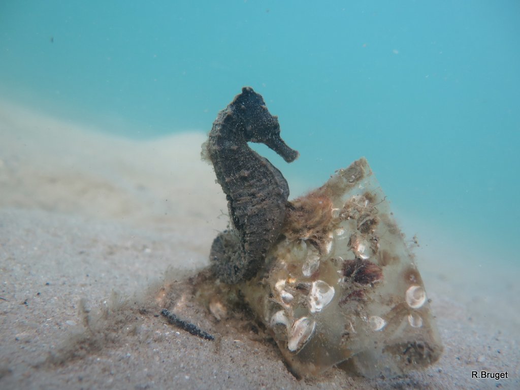 Common Seahorse