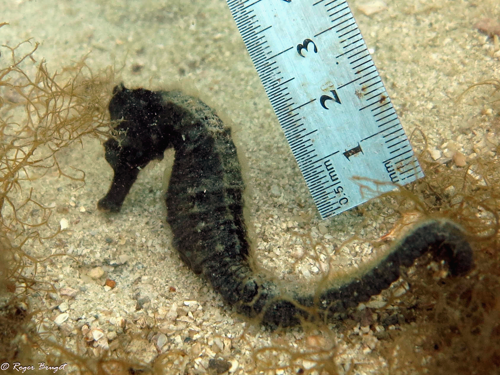 Common Seahorse