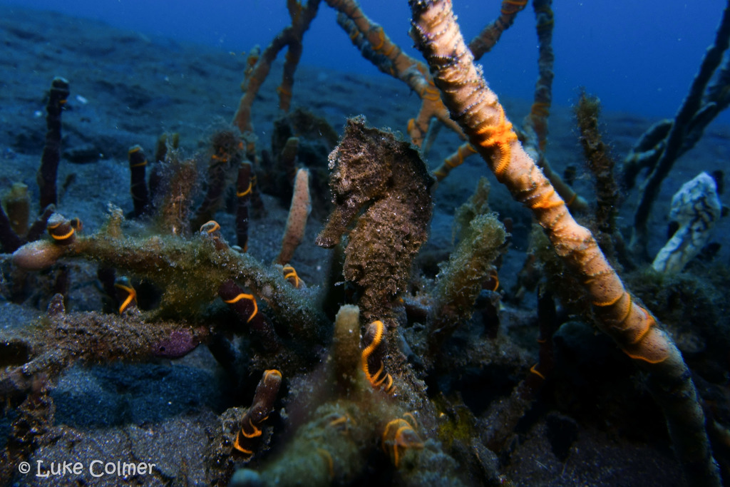 Common Seahorse