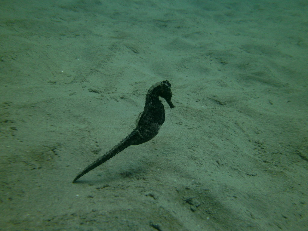 Common Seahorse